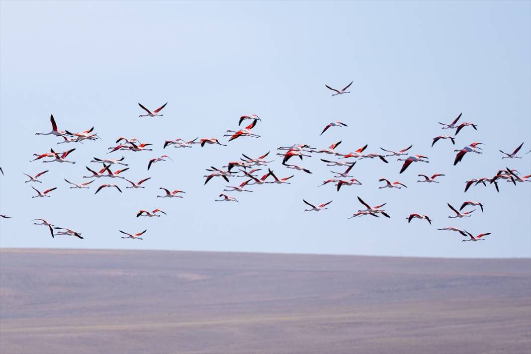 Konya’nın flamingo cenneti! 180 türe ev sahipliği yapıyor, görsel şölen sunuyor 33